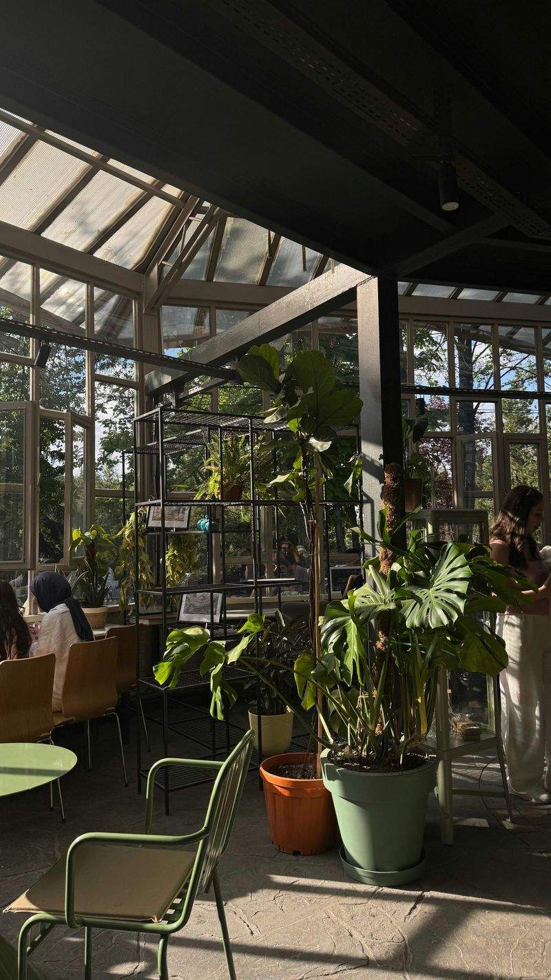 Zimmerpflanzen für ein gesundes Zuhause