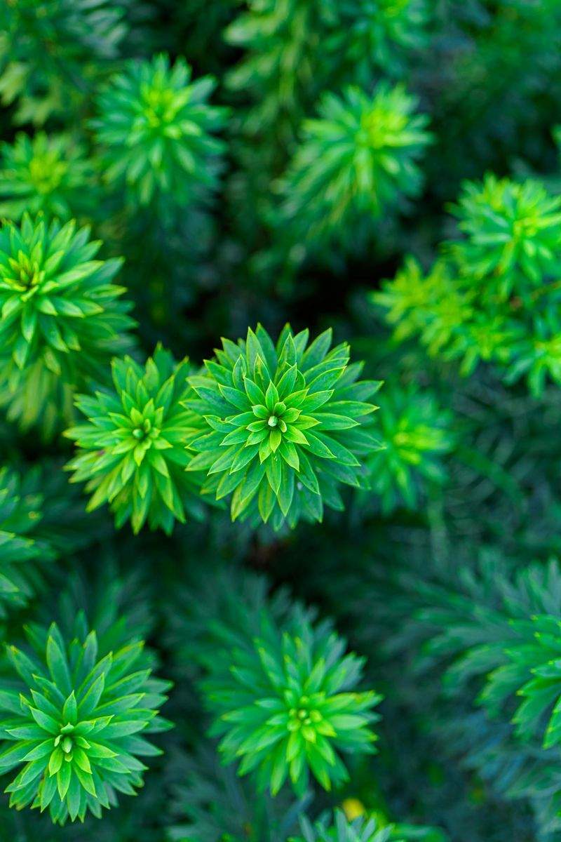 Kreative Pflanzideen für kleine Räume