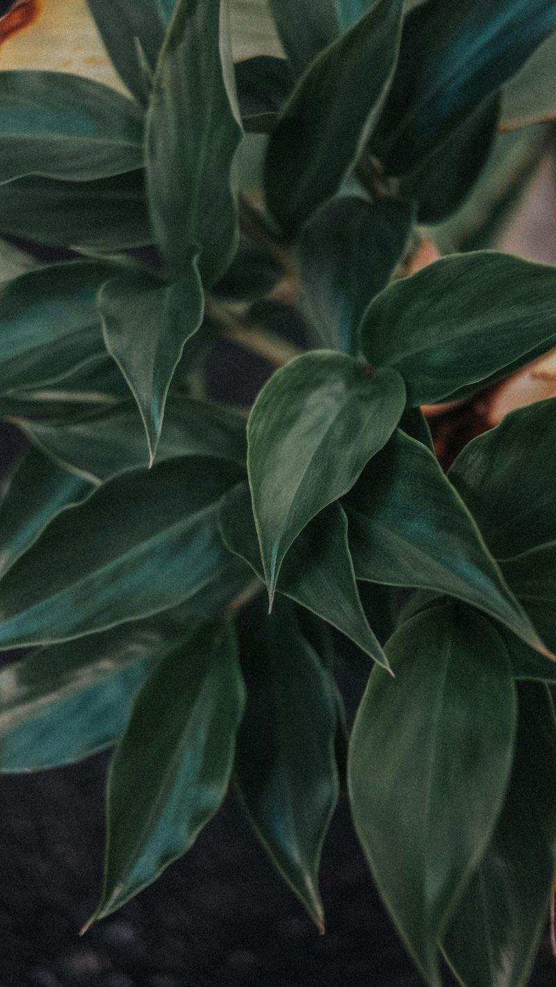 Grüne Oase GmbH - Image 1